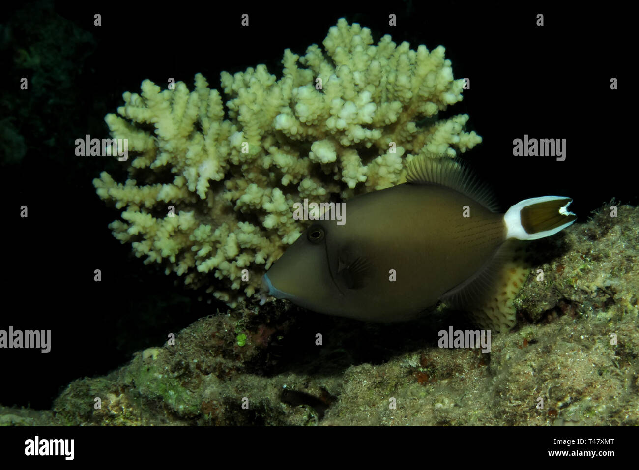 Bluethroat triggerfish (sufflamen albicaudatus) Stock Photo