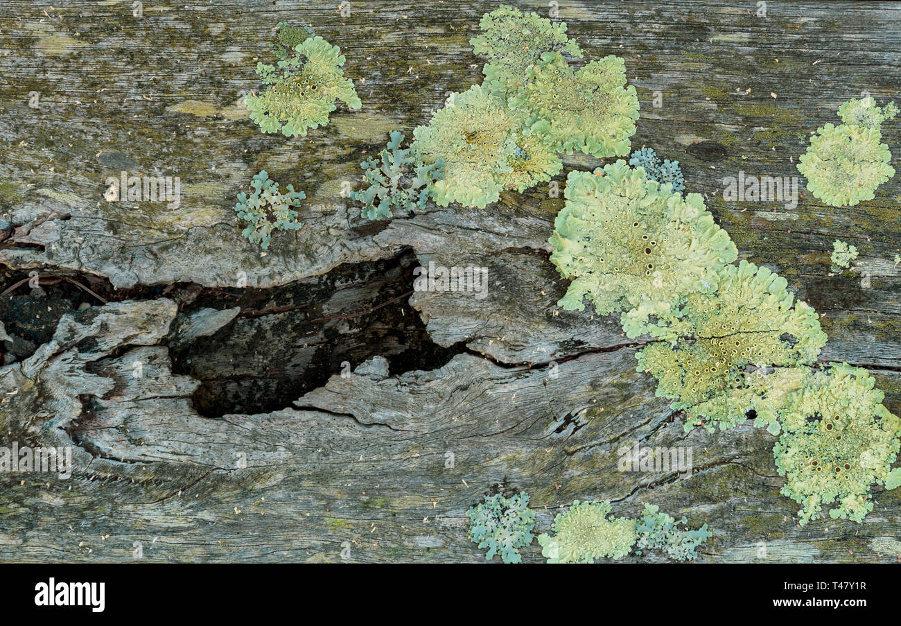 Lynche fungi growing on an old rotten wood, useful background or overlay, texture. Stock Photo