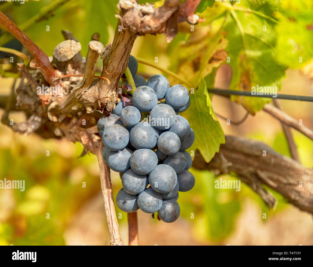 Black grapes growing on the vine in Coonawarra which is considered to be the pre-eminent producer of Cabernet Sauvignon in Australia Stock Photo