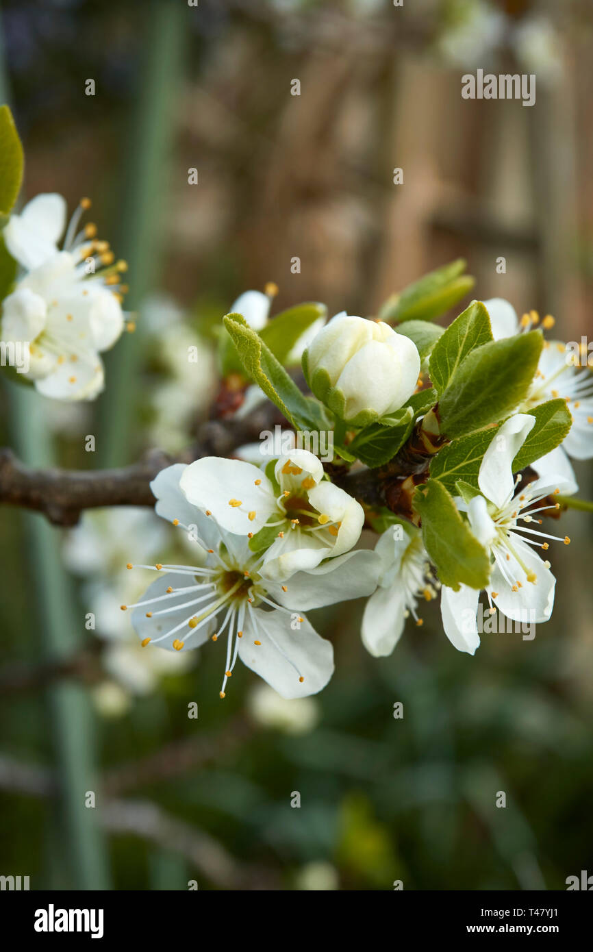 White Greengage blossom flowers in spring in a London urban garden, London, England, United Kingdom, Europe Stock Photo
