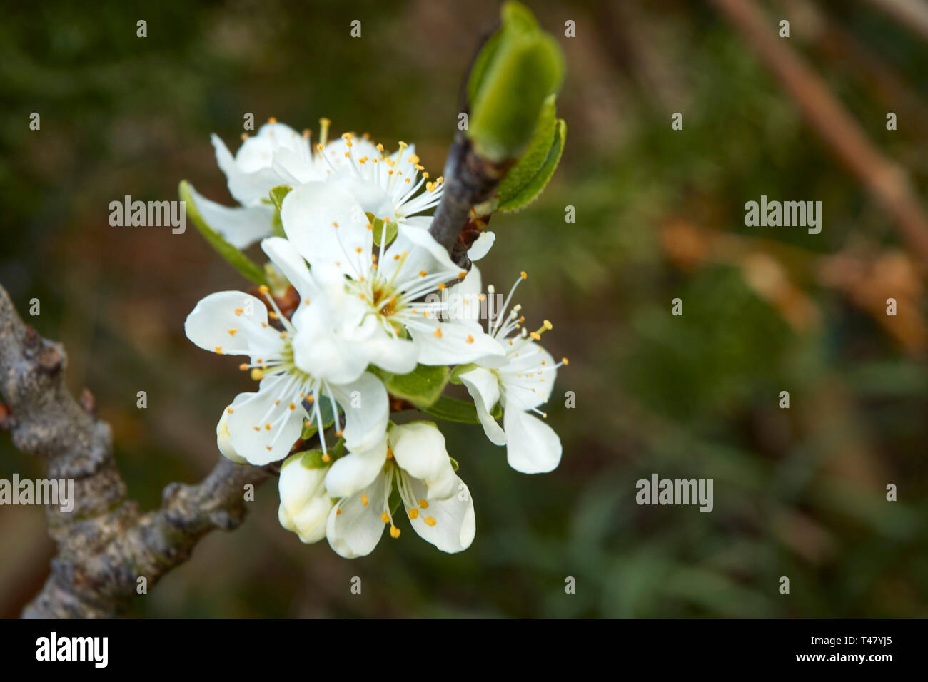 White Greengage blossom flowers in spring in a London urban garden, London, England, United Kingdom, Europe Stock Photo