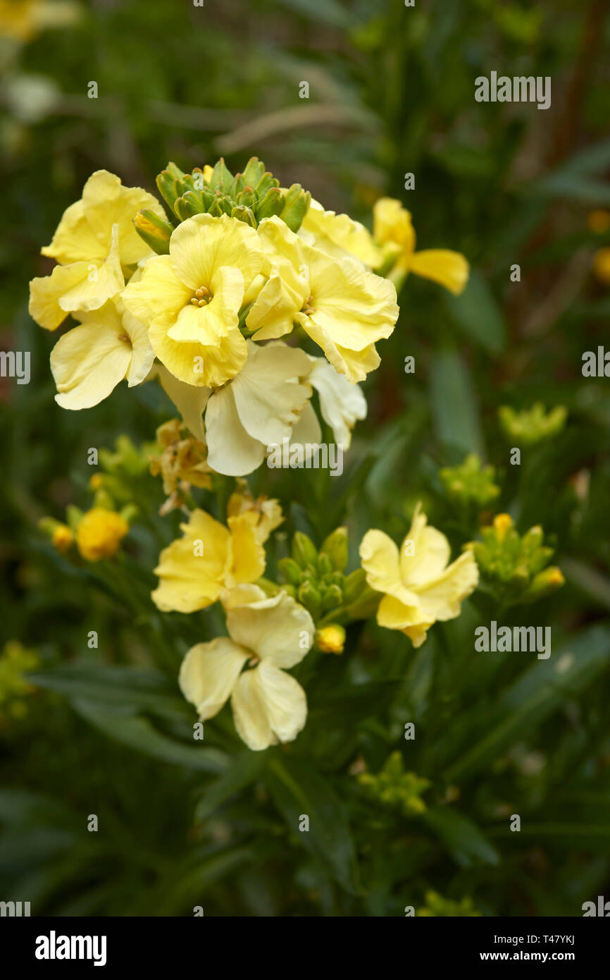 Close-up yellow wallflower with green background in garden setting, London, england, United Kingdom, Europe Stock Photo