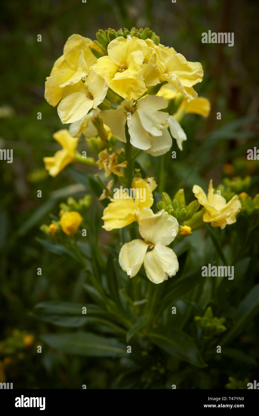 Close-up yellow wallflower with green background in garden setting, London, england, United Kingdom, Europe Stock Photo