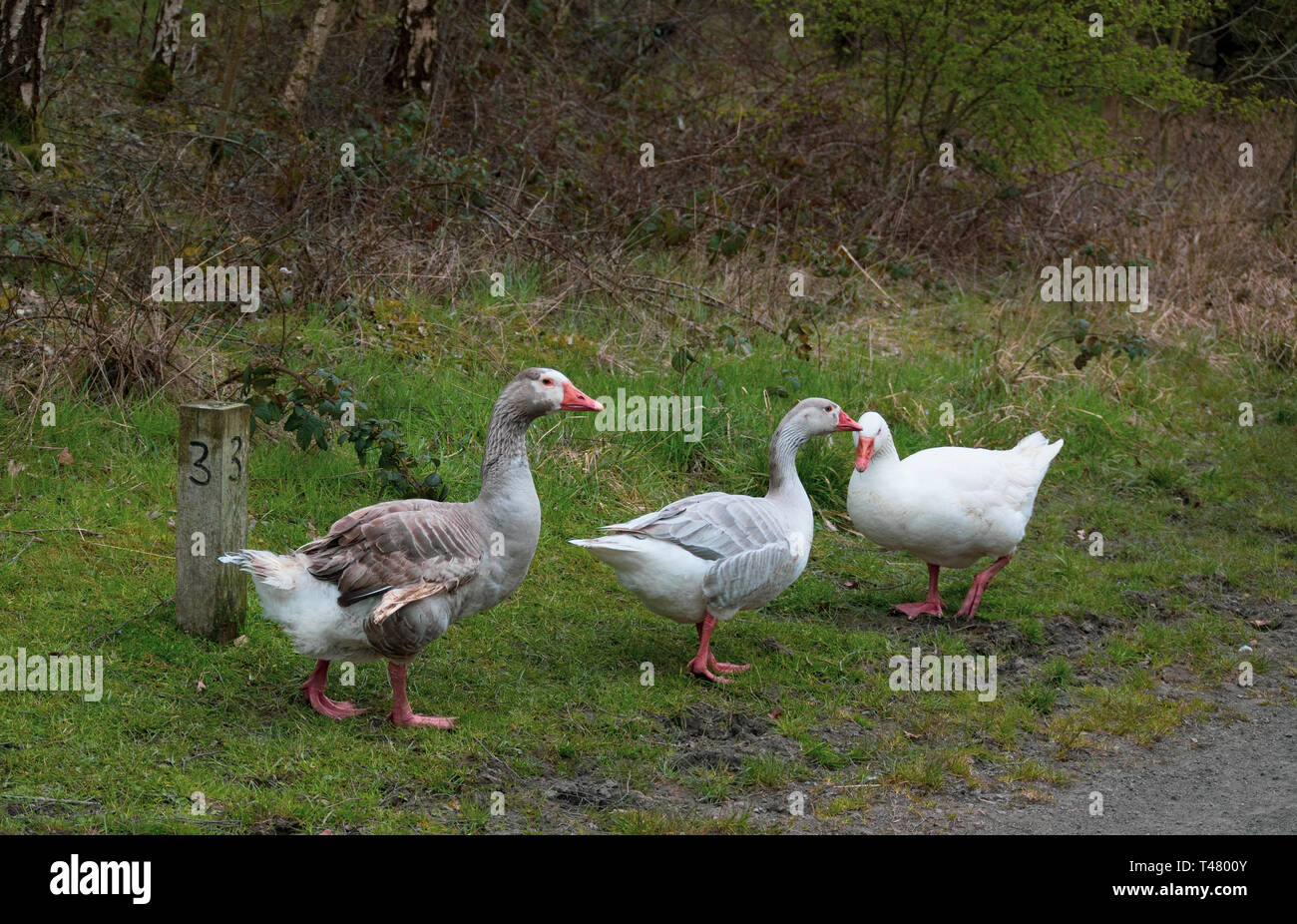 Three wild geese one with broken feathers against a number three wooden