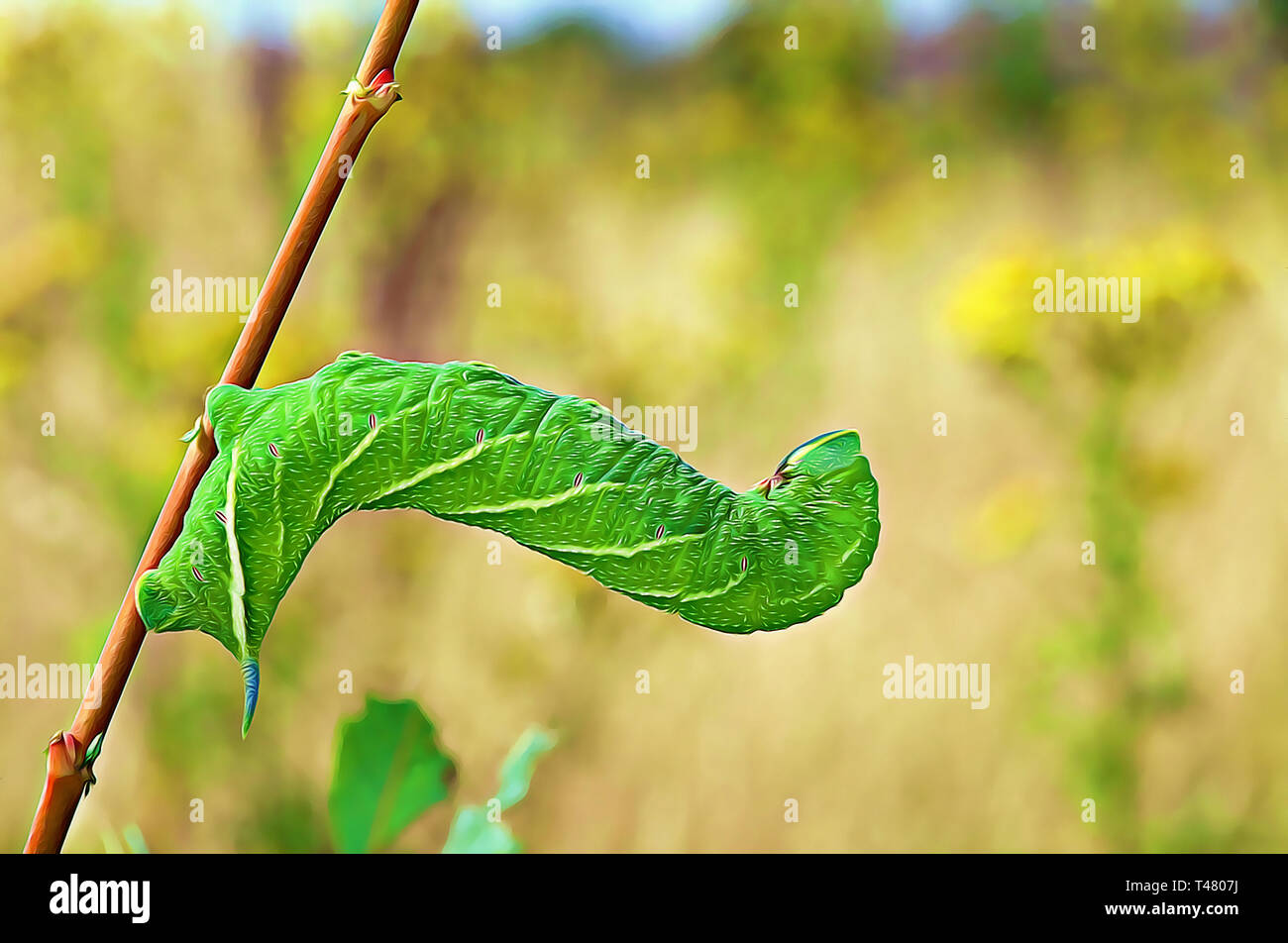 Eyed Hawk Moth caterpillar Stock Photo