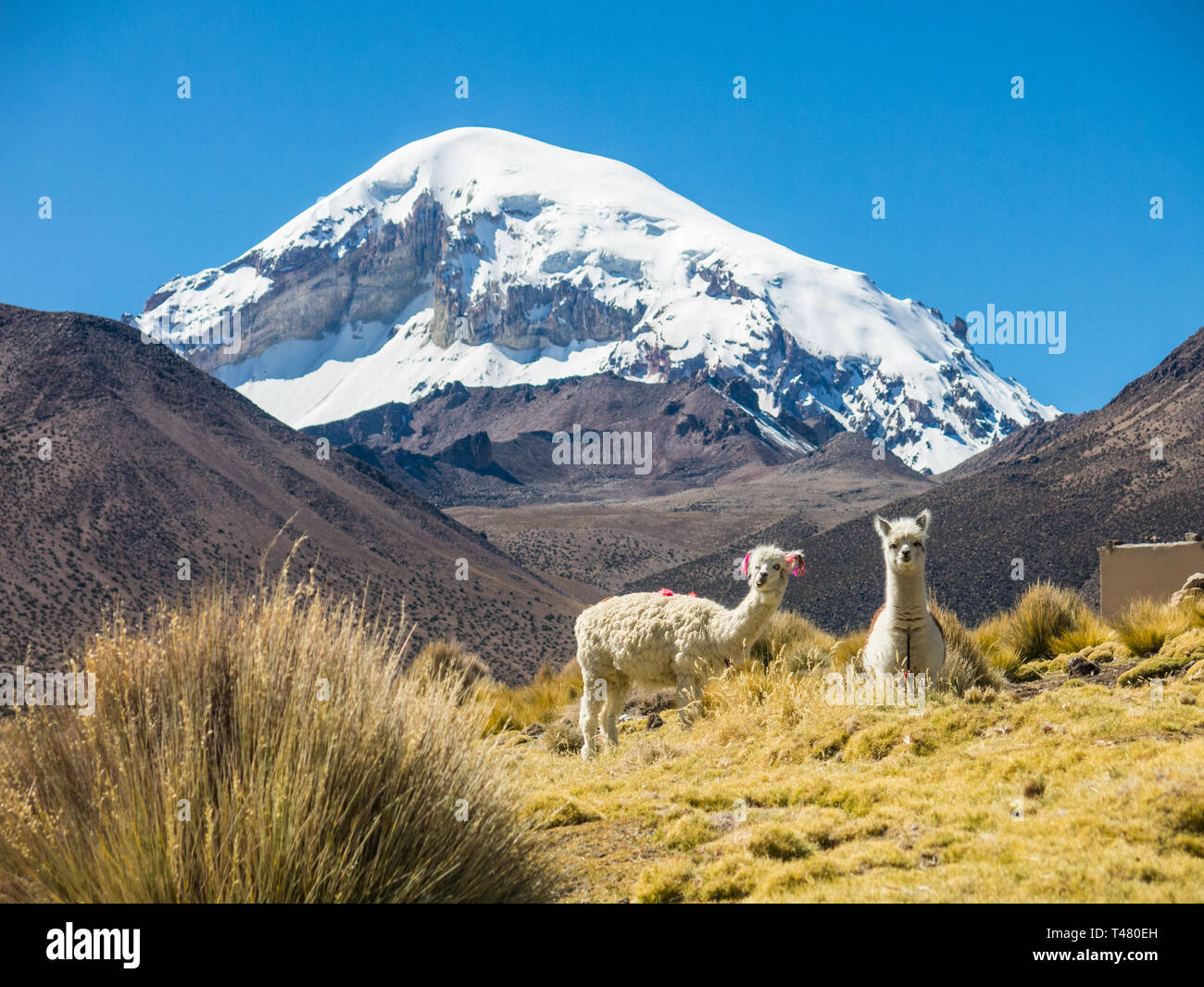 Guanaco mount hi-res stock photography and images - Alamy