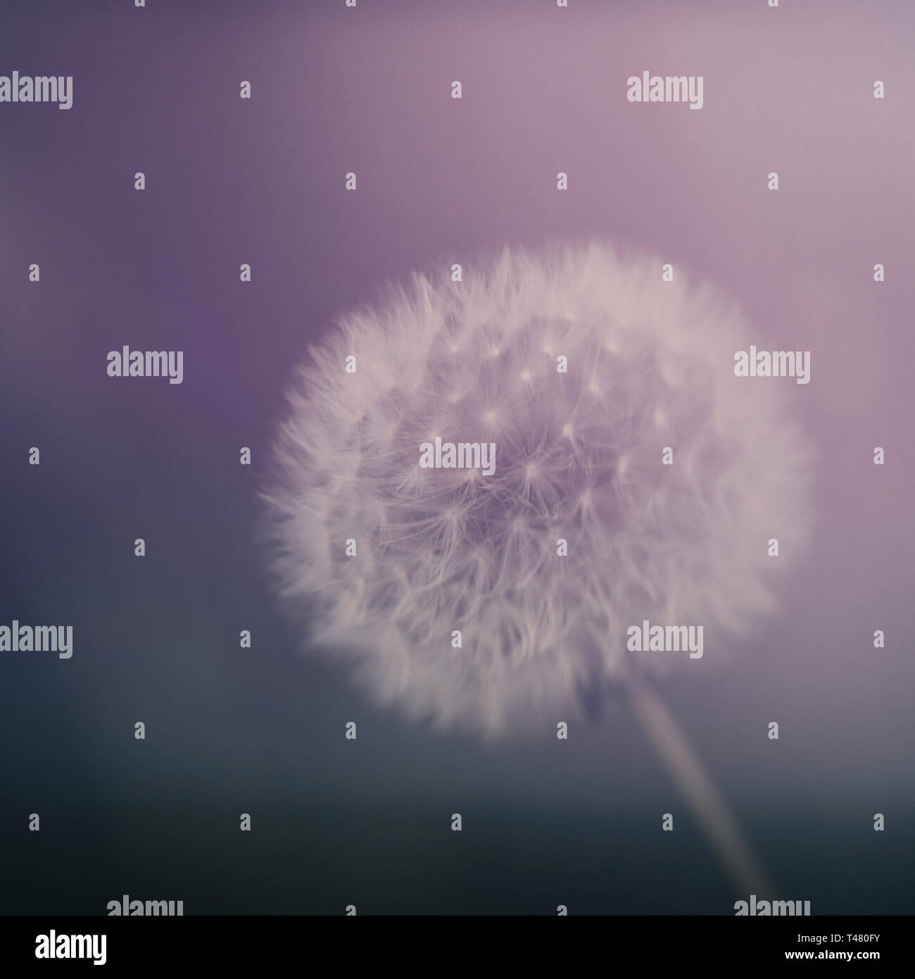 Dreamy dandelion seedhead aka clock. Defocussed blurry romantic effect. Natural closeup background. Stock Photo