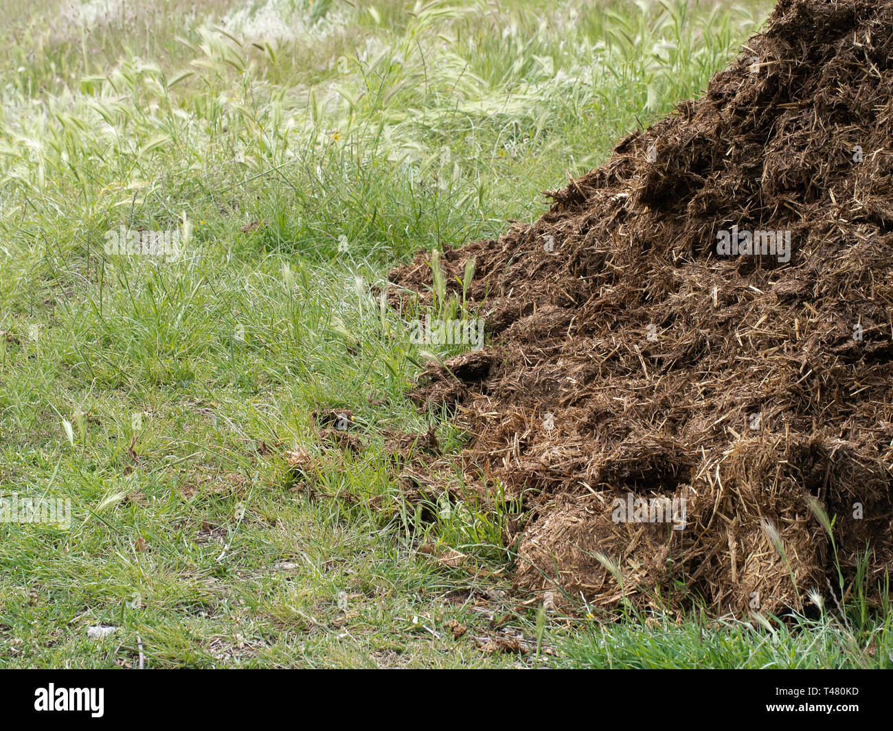 Manure aka muck. Natural fertilizer. Background with copyspace. Stock Photo