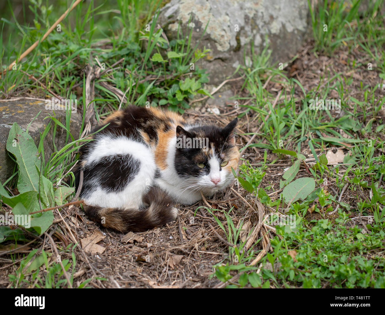 Stray kitten, small cat. Calico tricolor outdoors. Stock Photo
