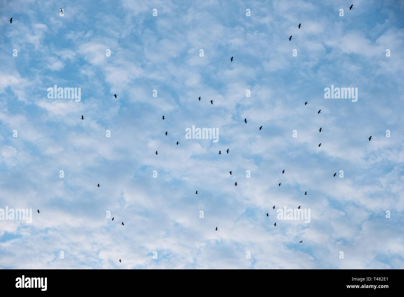 Birds flying formation nest hi-res stock photography and images - Alamy