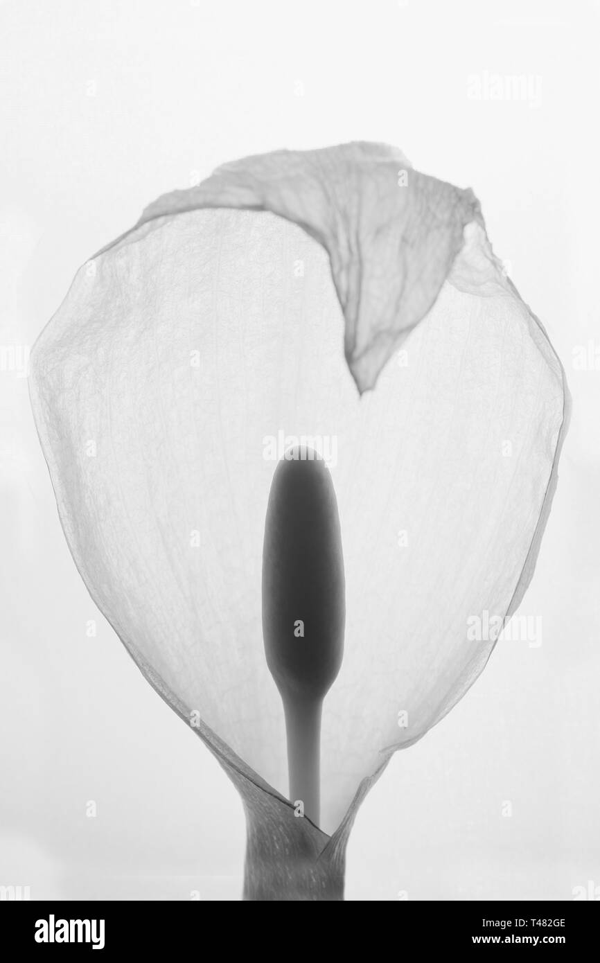 A flower of the plant species Arum italicum. The name of "Suge-belarra" is his name in Basque. Stock Photo