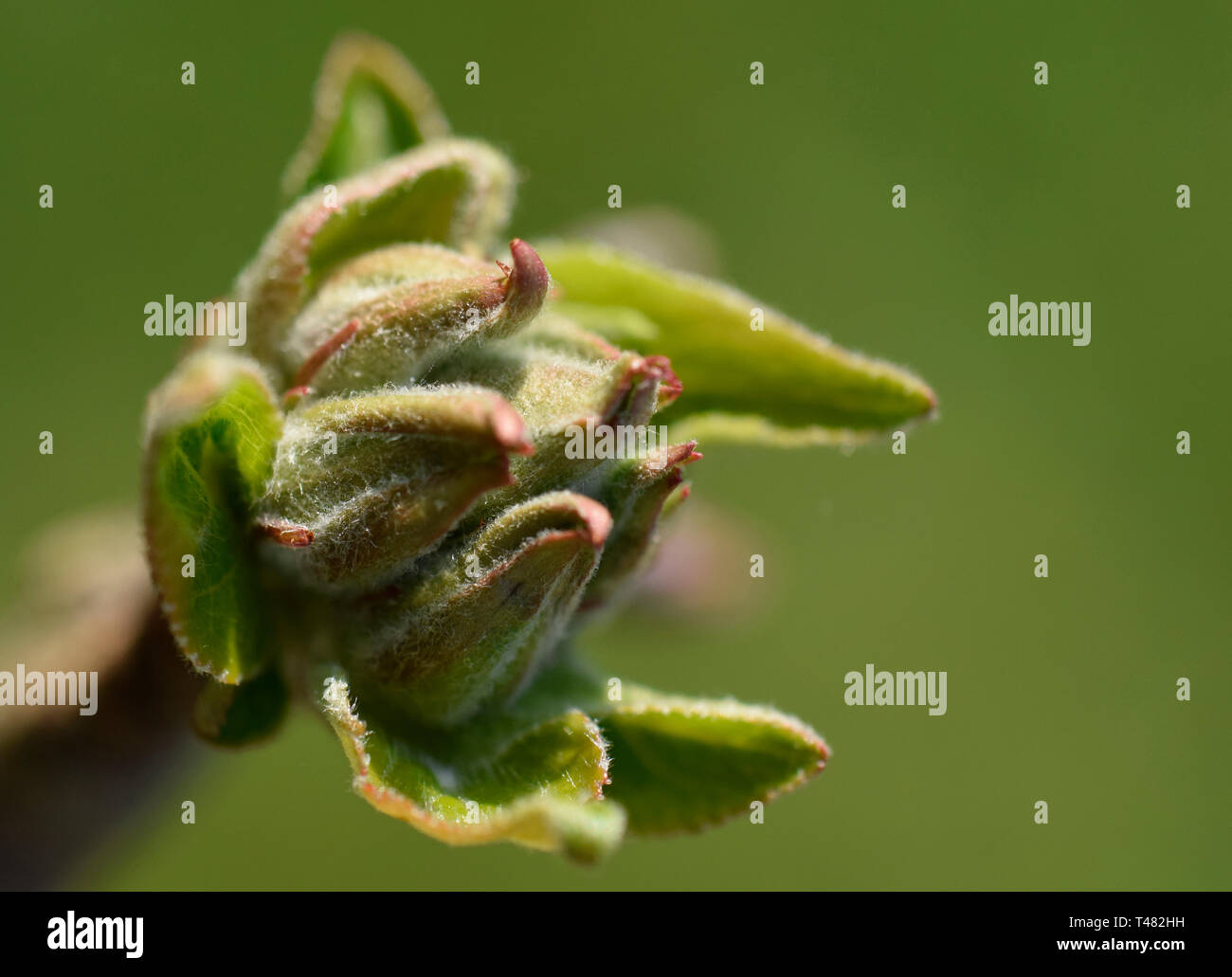 apple tree flower and leaf buds Stock Photo Alamy