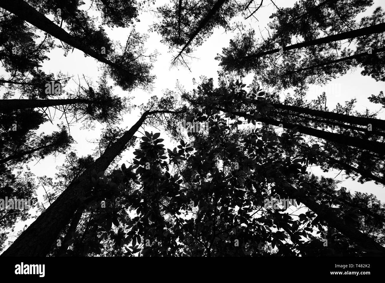 Black and white photography from inside the pine forest Stock Photo - Alamy
