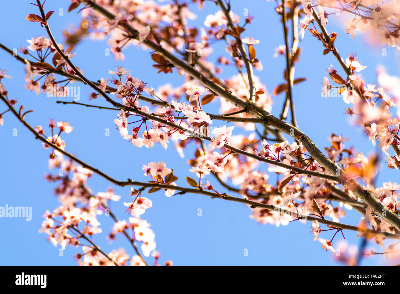 A beautiful blooming tree with white flowers. Nice spring time flowers background. Stock Photo
