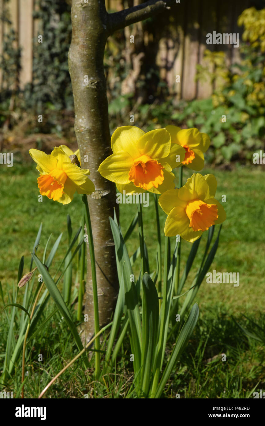 daffodils growing, under apple tree Stock Photo Alamy