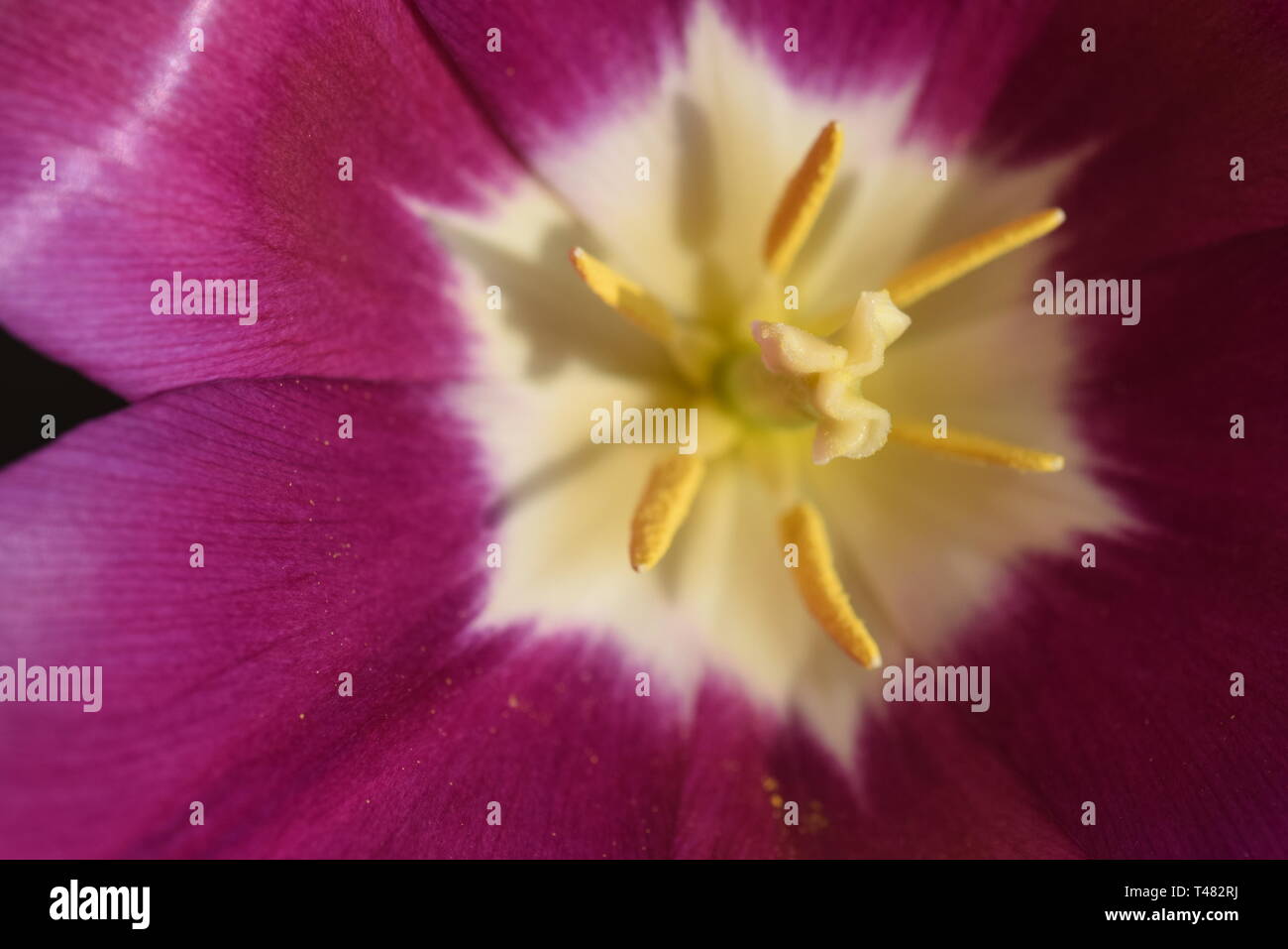 tulip purple dream Stock Photo Alamy