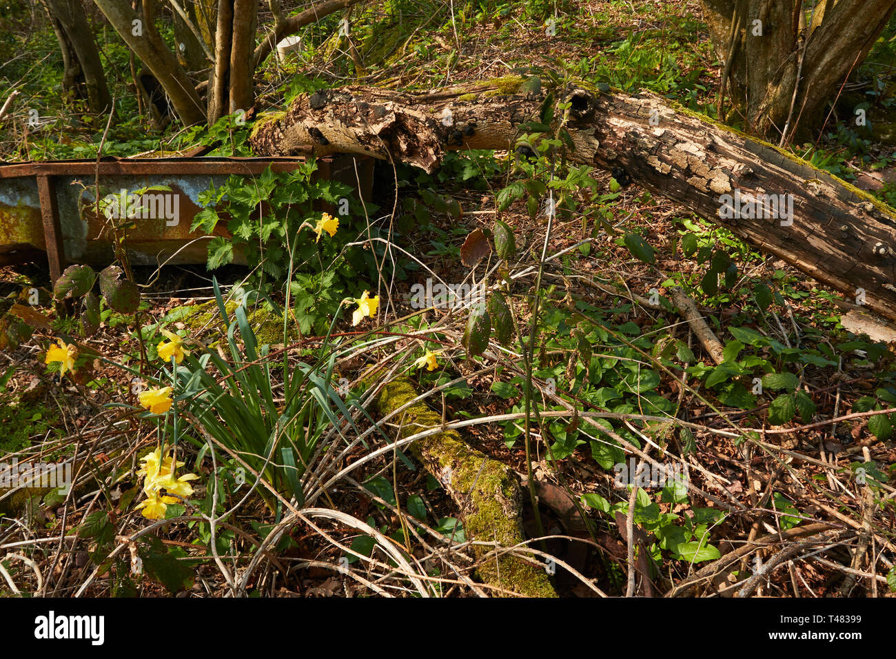 Wild daffodils on an ancient woodland floor in the Kent countryside in spring, England, United Kingdom, Europe Stock Photo
