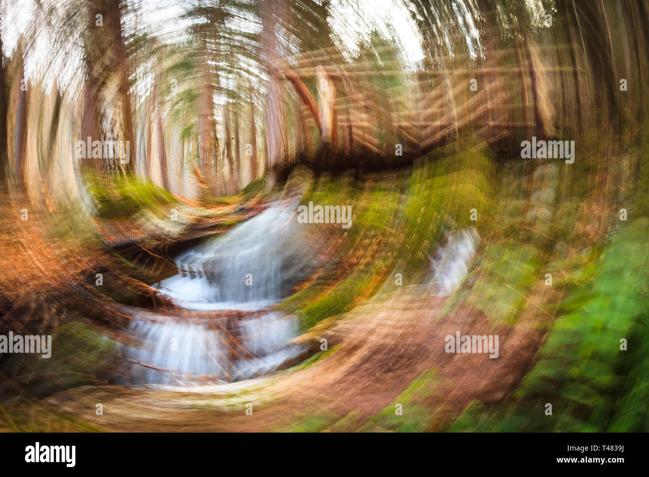 Rotational motion blur in a woodland, spinning effect Stock Photo Alamy