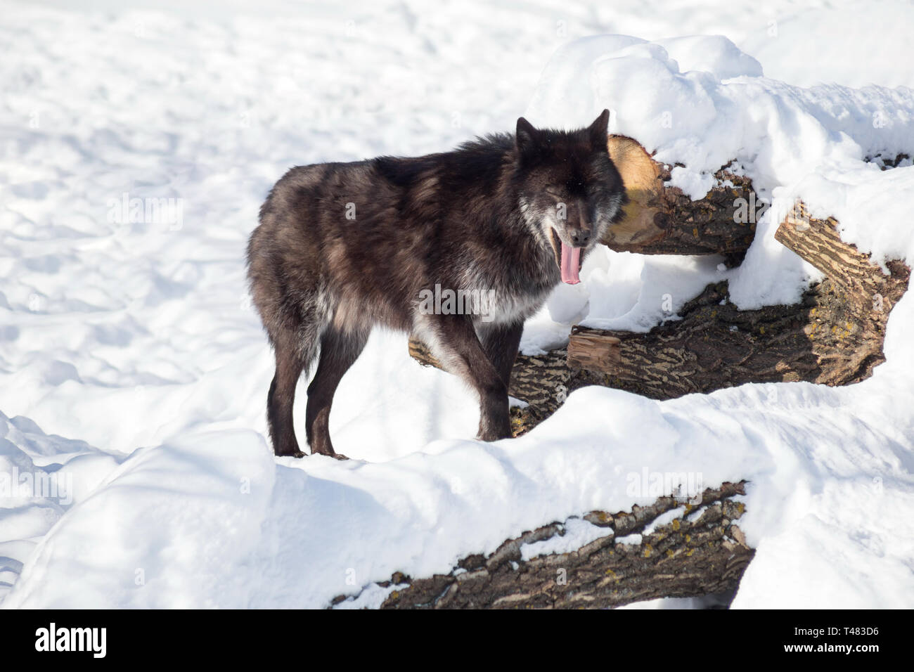 Black canadian wolf is yawning on the white snow. Canis lupus