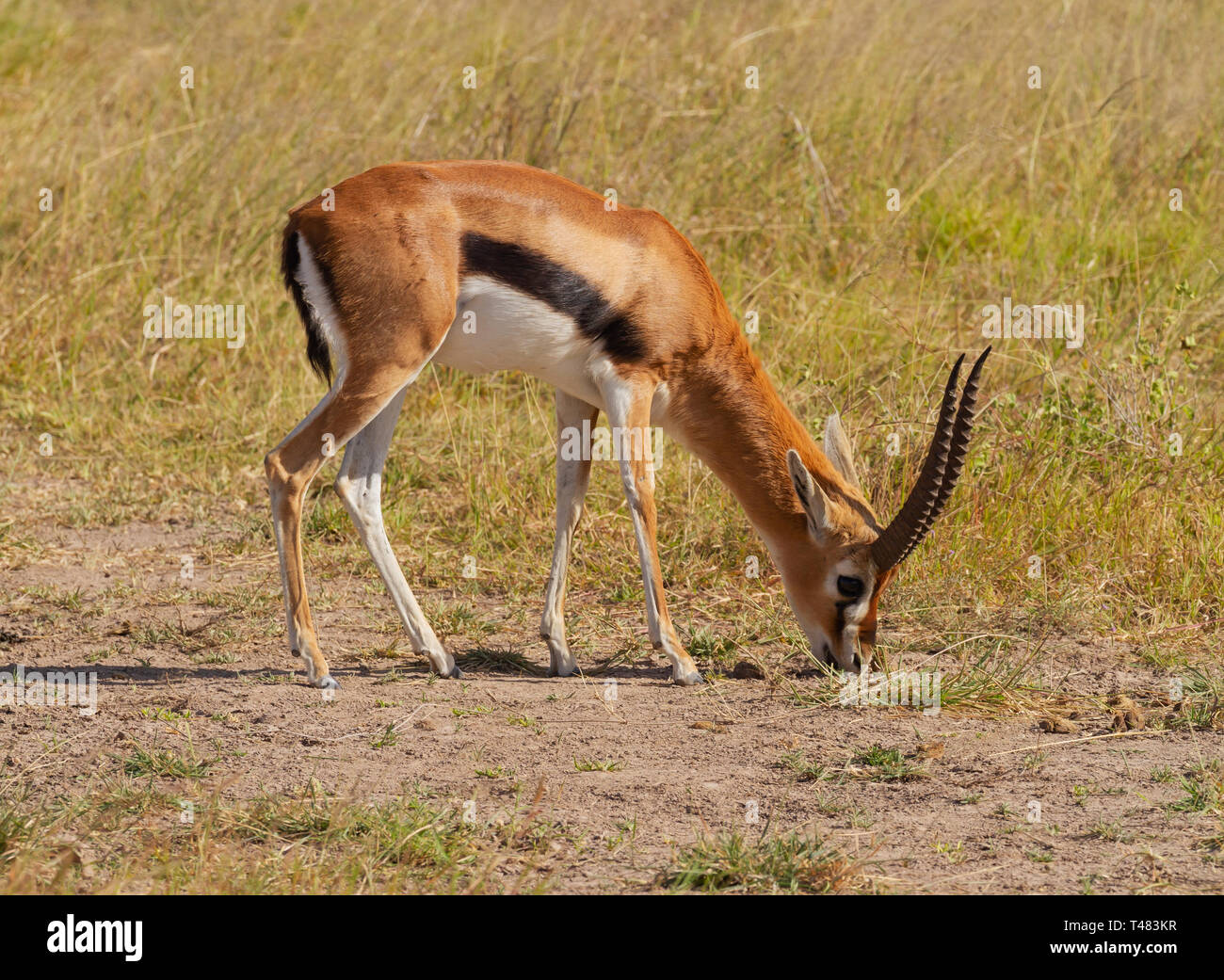 Gazelle amboseli kenya africa hi-res stock photography and images - Alamy