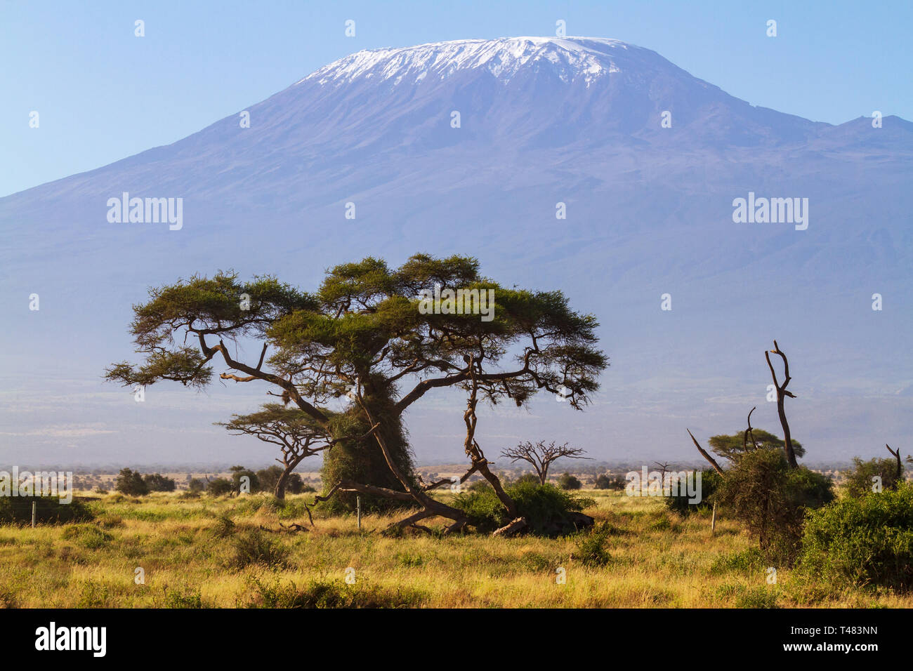 Mount kilimanjaro and trees hires stock photography and images Alamy