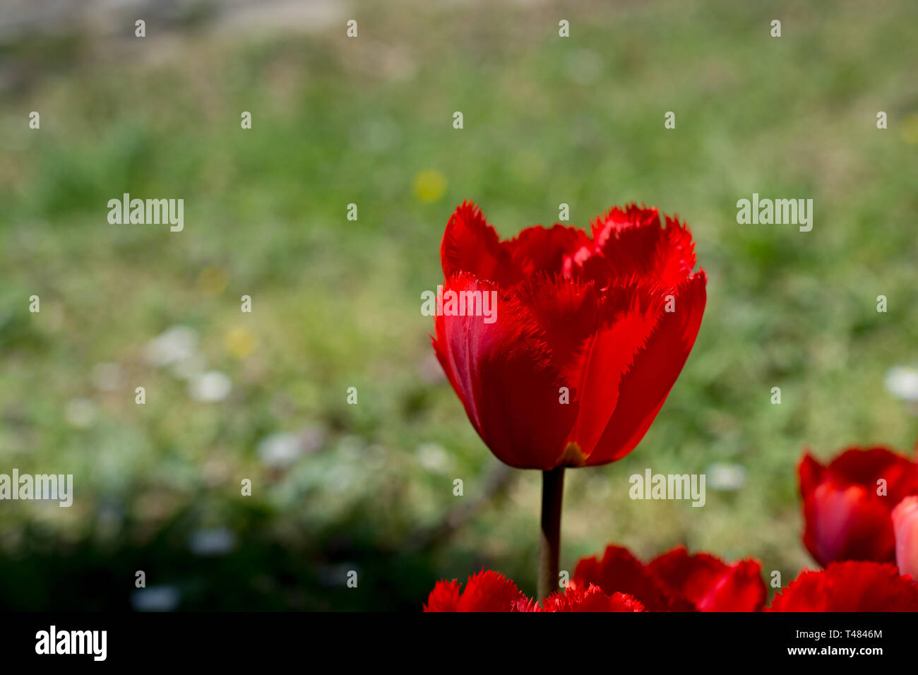 Fresh tulip of red color in nature in spring time Stock Photo - Alamy