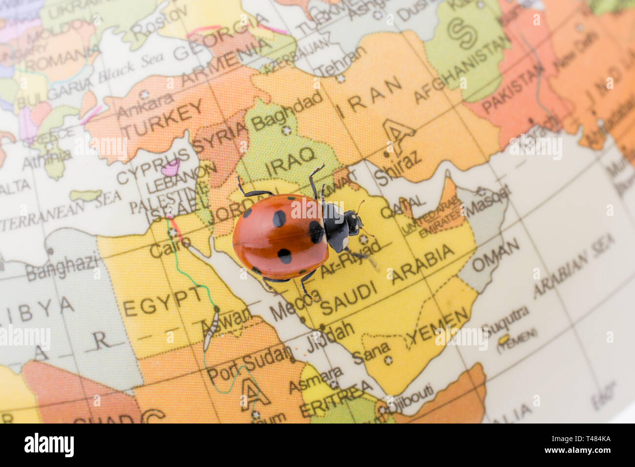 Ladybug on a sphere hi-res stock photography and images - Alamy