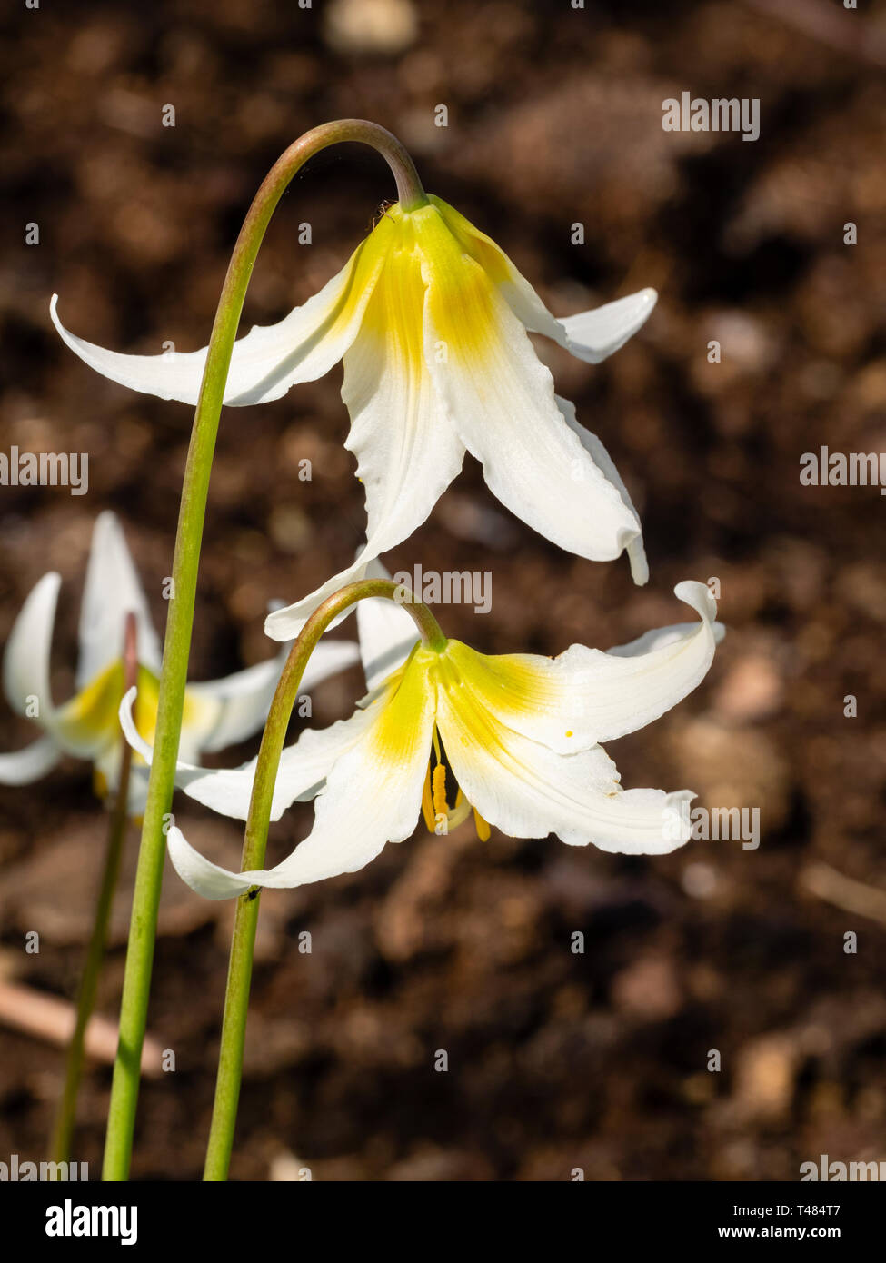 Yellow shading to white flowers of the hardy spring woodland bulb, Erythronium 'Jeanette Brickell' Stock Photo