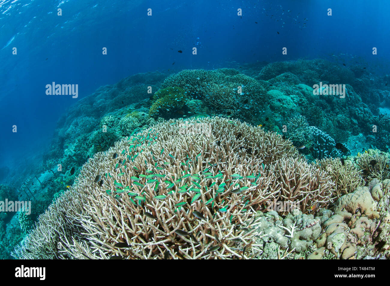 Green chromis fish (Chromis viridis) inhabit staghorn coral (Acropora sp.). Bunaken Island, Indonesia Stock Photo