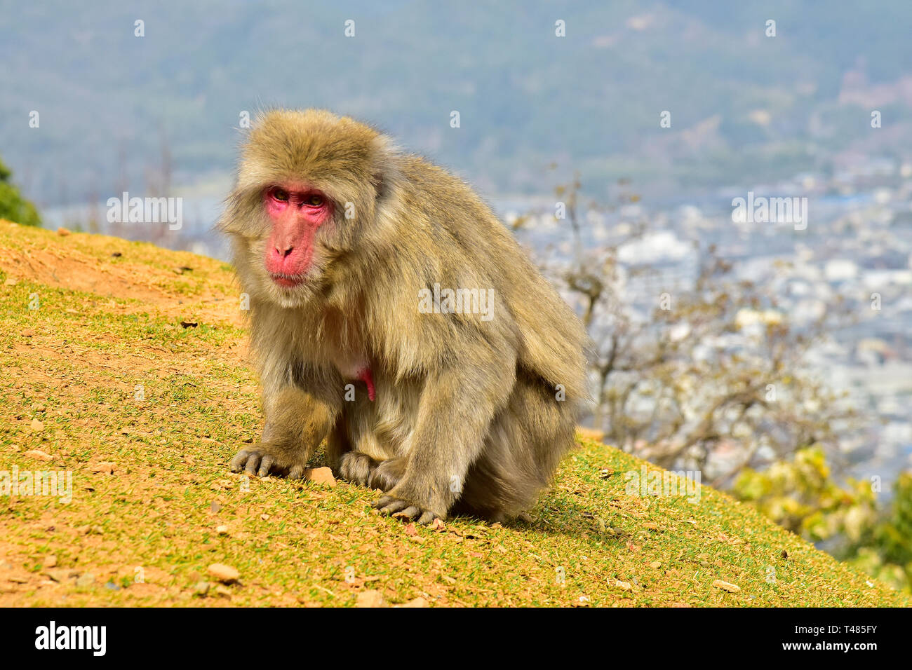 Japanese Macaque, near Kyoto, Japan Stock Photo