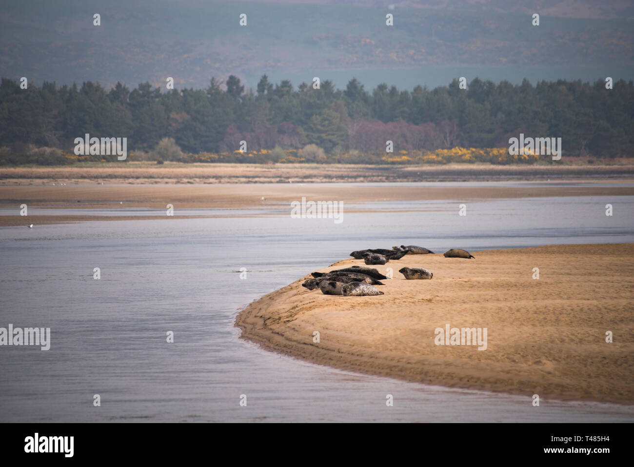 Common Seals resting on sand bar in Loch Fleet National Nature Reserve, Sutherland, Scotland, UK Stock Photo