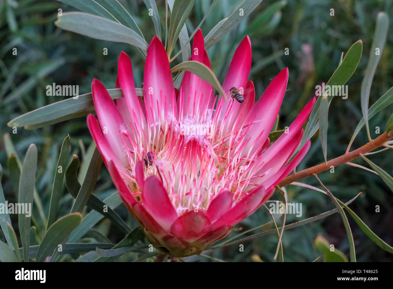 Protea flower, Cape Town, South Africa Stock Photo Alamy