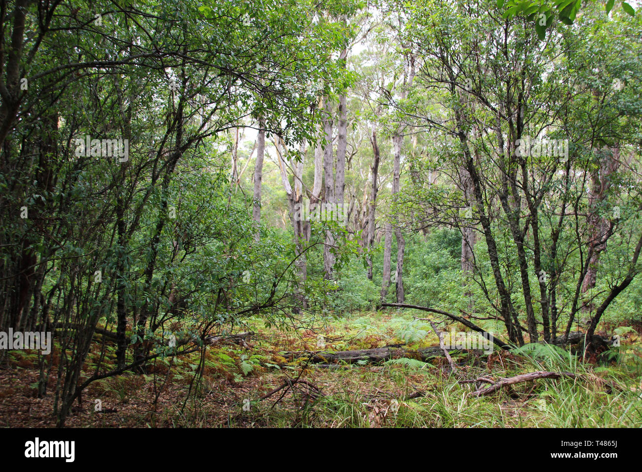 Australian bush forest with native plants and trees Stock Photo