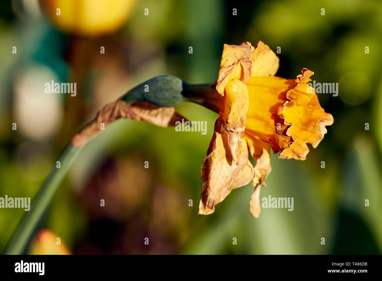 Dying daffodil flower head in the late spring sunshine of an urban garden in London, England