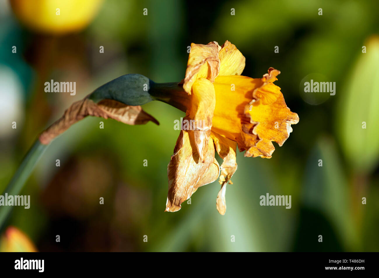 Dying daffodil flower head in the late spring sunshine of an urban garden in London, England