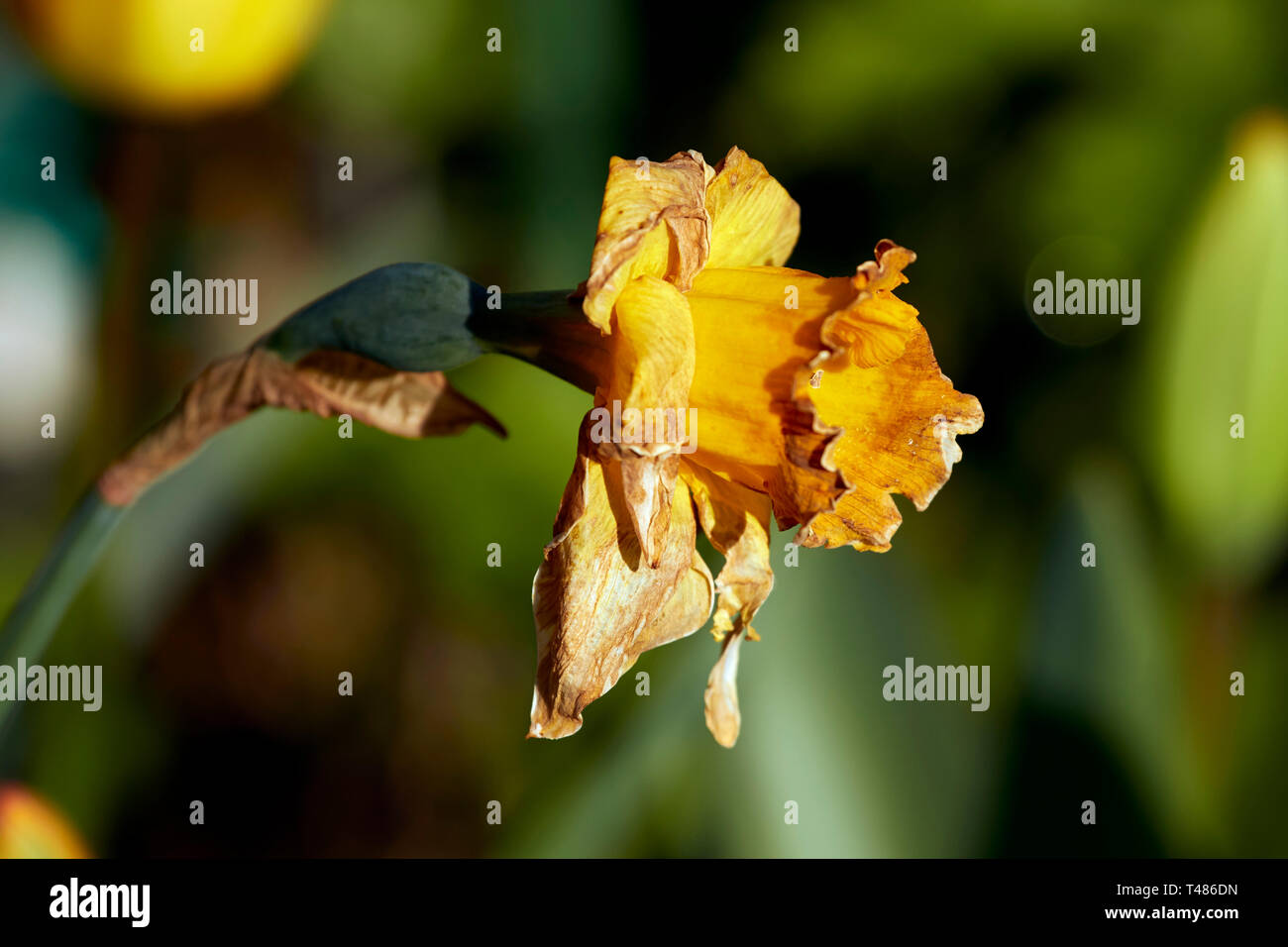 Dying daffodil flower head in the late spring sunshine of an urban garden in London, England