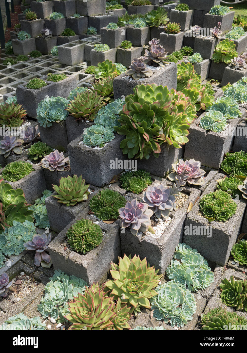 Succulent cactus garden made of cinder blocks Stock Photo