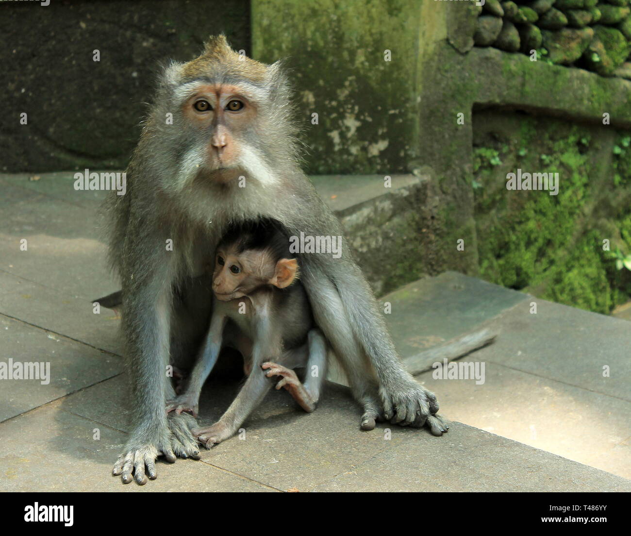 Mother monkey with infant Stock Photo