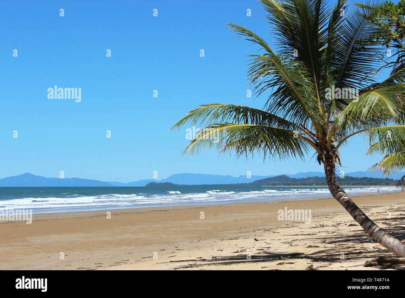 Palm tree at the beach, Mission Beach, Queensland, Australia Stock