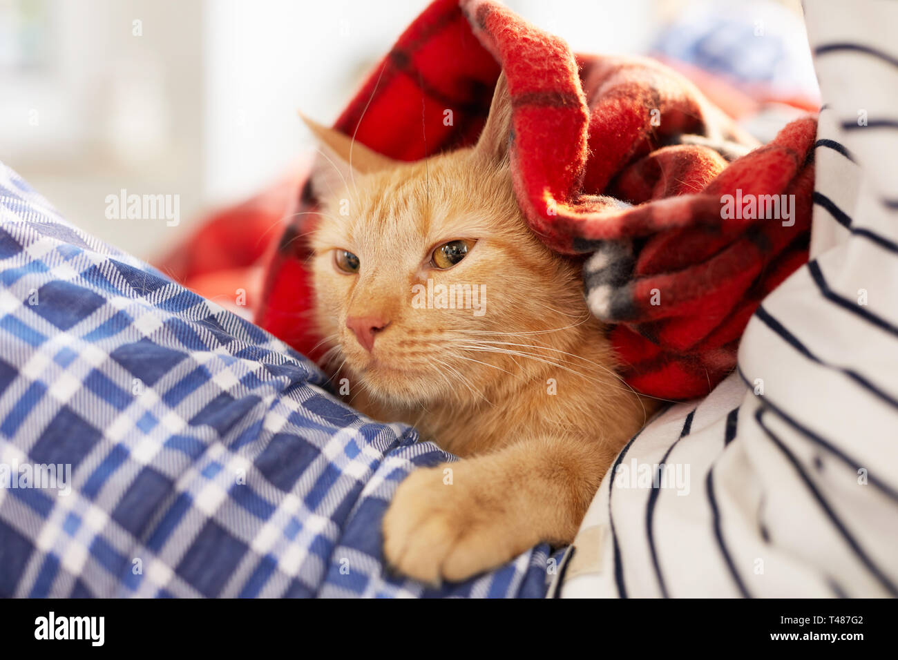 Ginger Cat Wrapped in Cozy Blanket Stock Photo