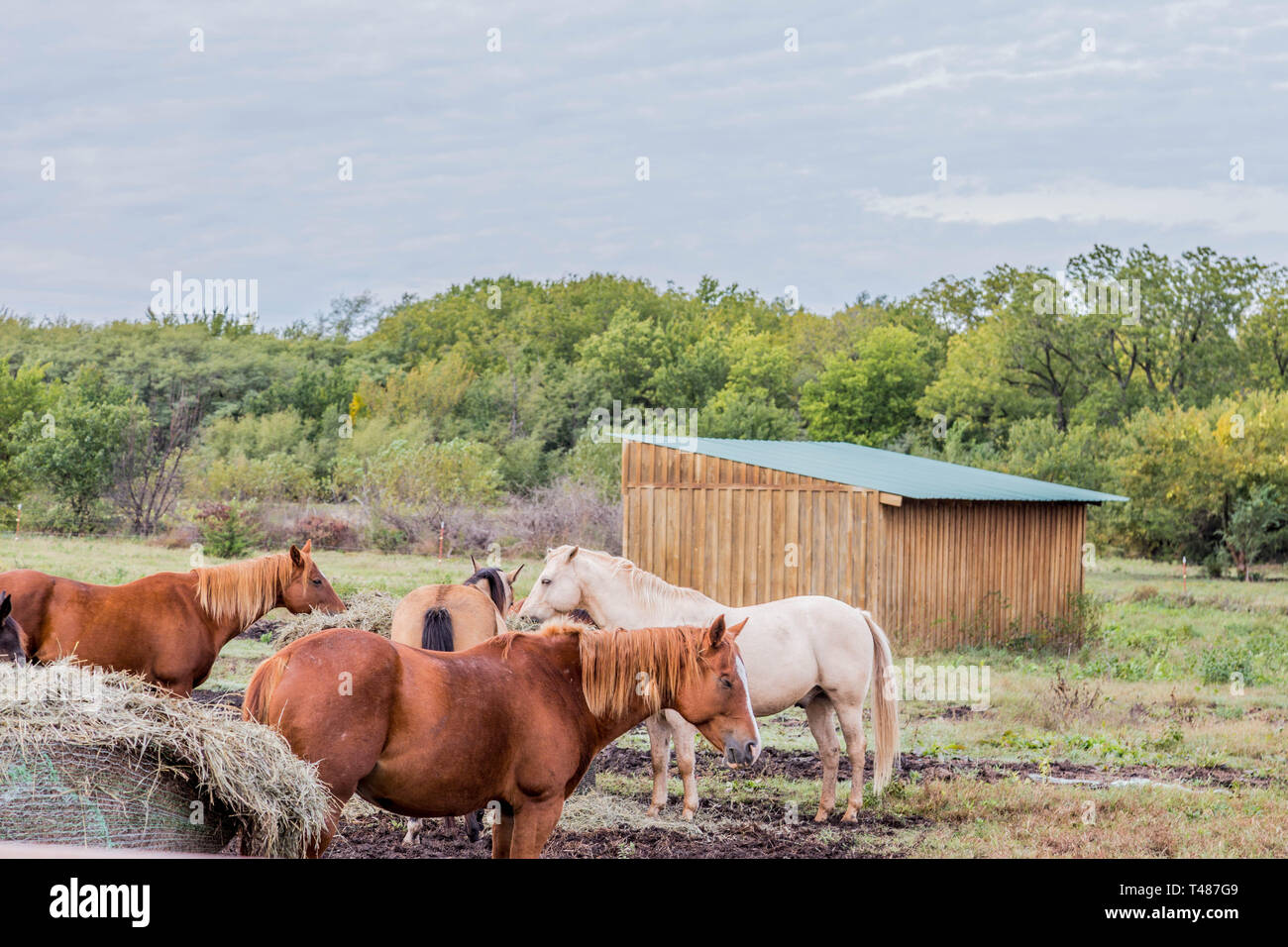 Horses in Kansas Stock Photo Alamy