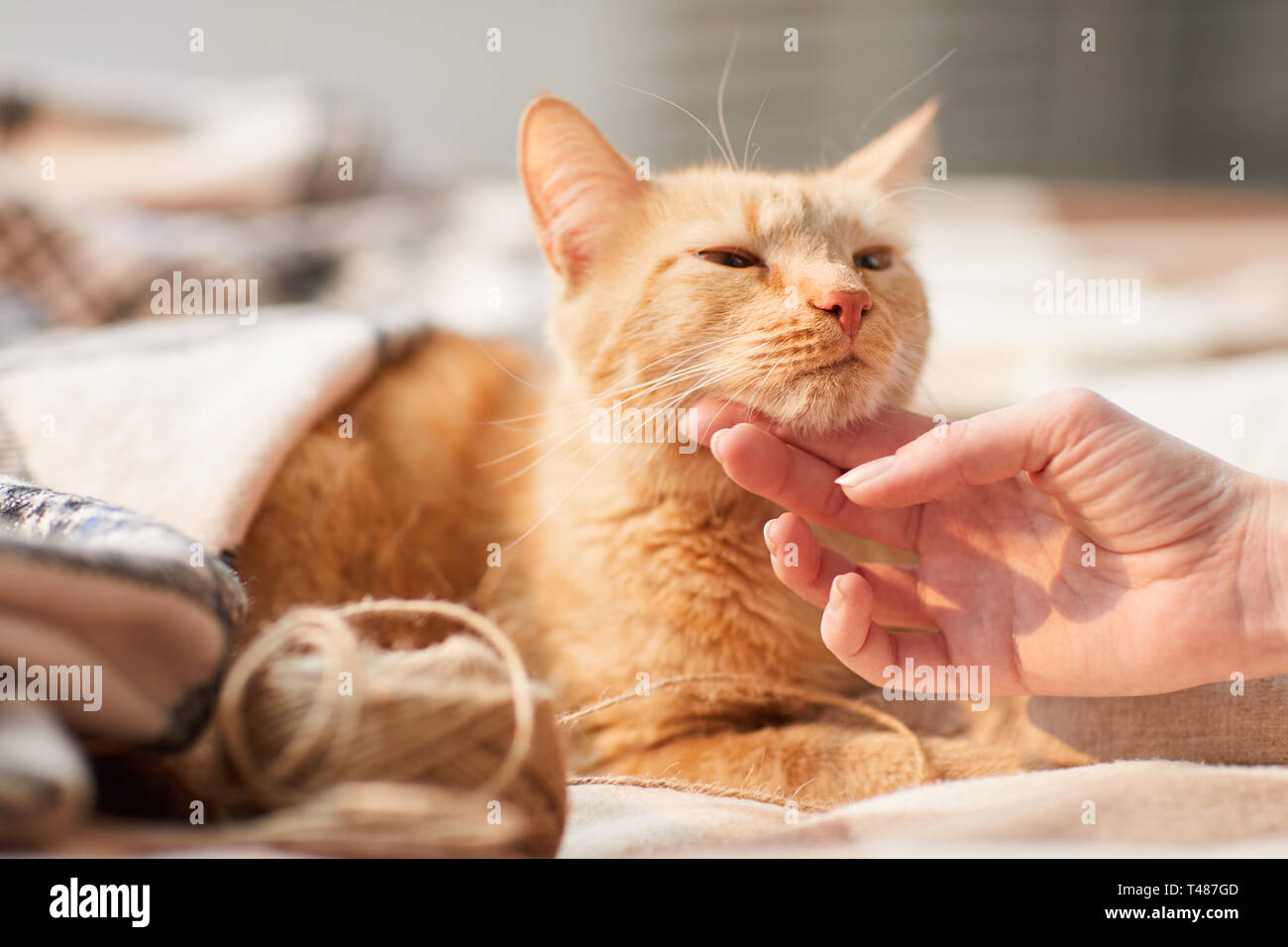 Young Woman Stroking Ginger Cat Stock Photo