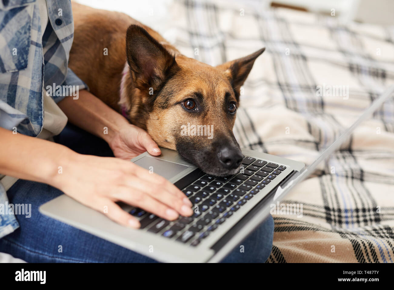 Bored Dog Waiting for Owner Stock Photo