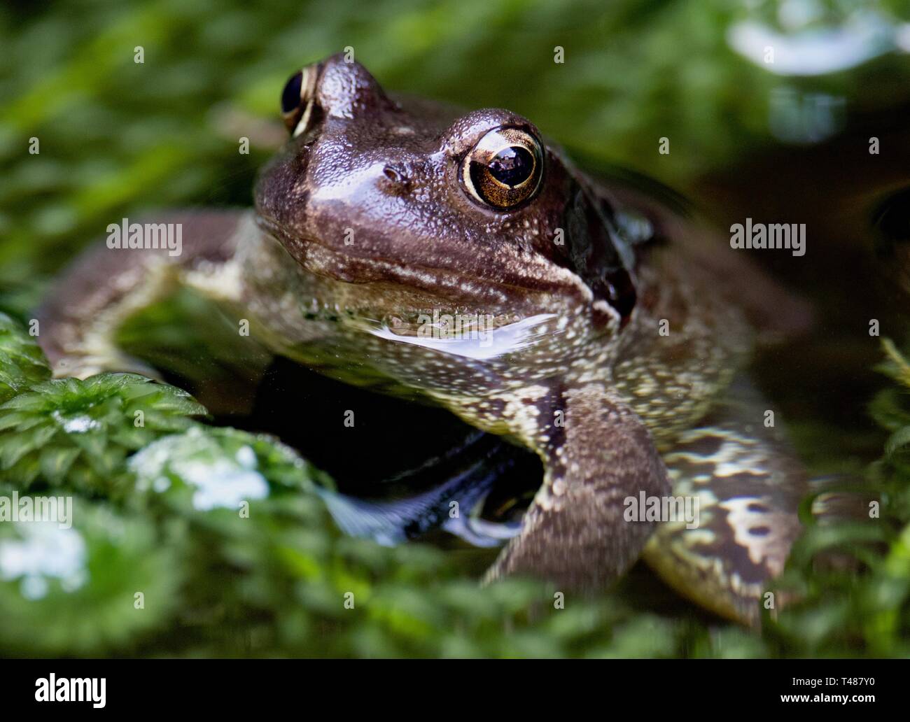 Frog in a pond Stock Photo