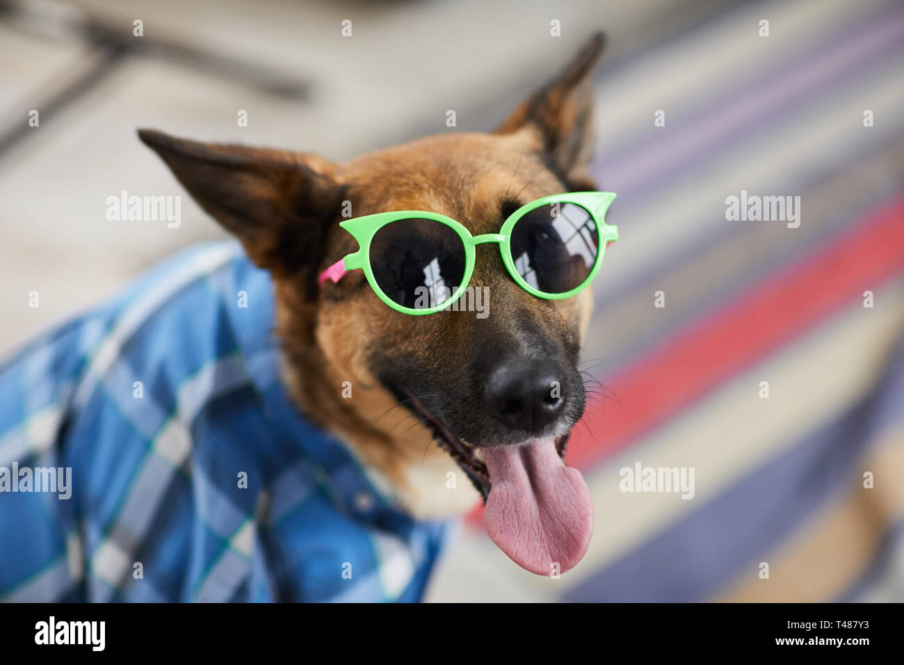 Summer Party Dogs Stock Photo