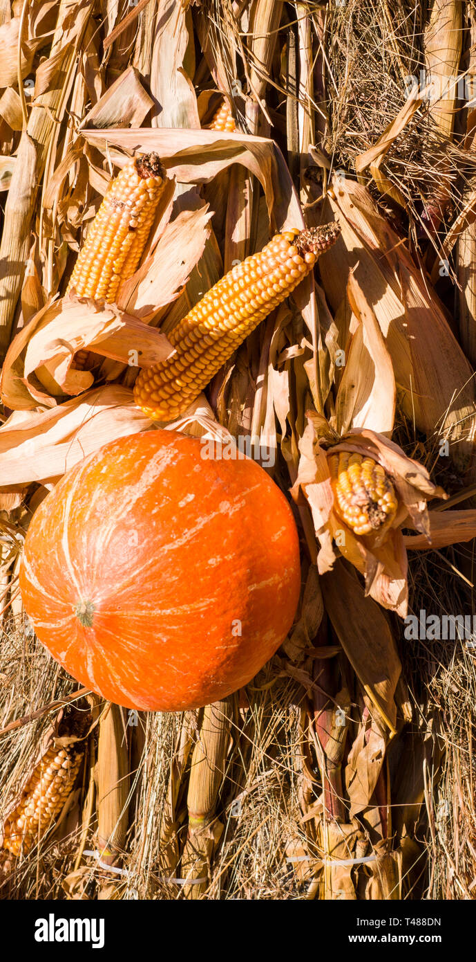 October Corn Sweet corn festival hi-res stock photography and images - Alamy
