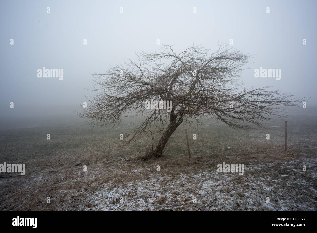 lonely tree in a fog landscape Stock Photo - Alamy