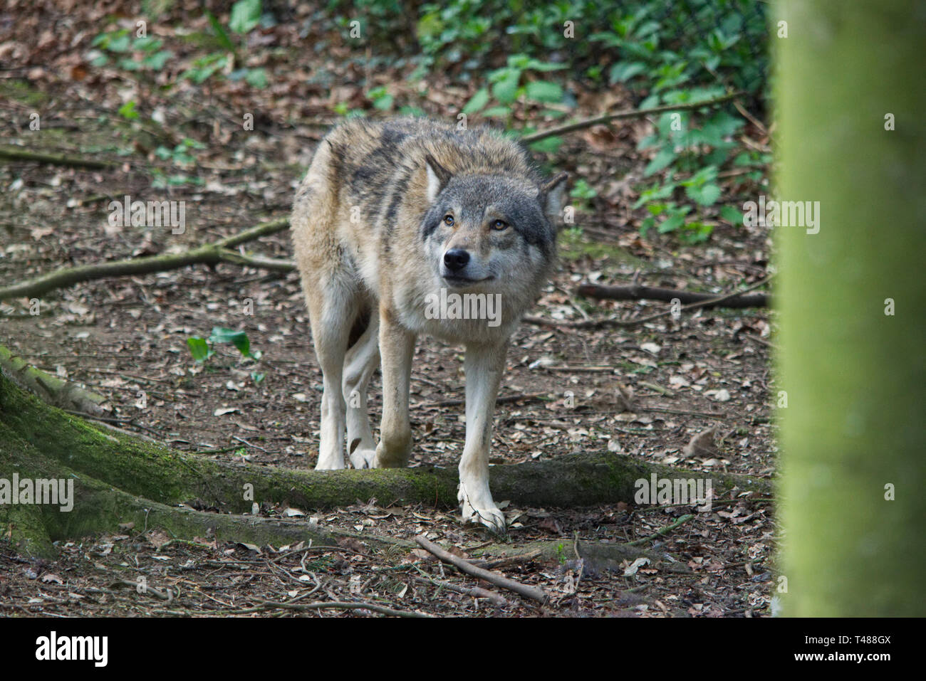 Eurasian Wolf walking through forest trees Stock Photo