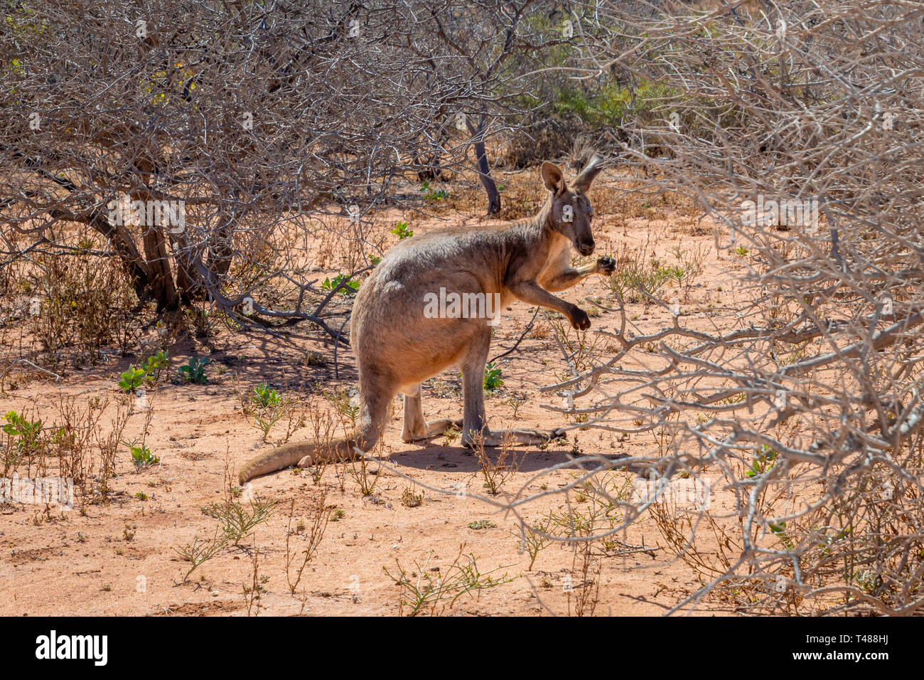 Wild kangaroo at Cape Range National Park in Australia Stock Photo Alamy
