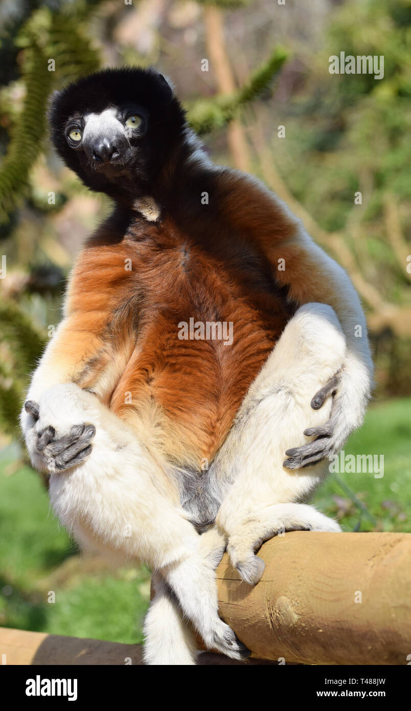 Rare Crowned Sifaka Lemur sitting in a human like pose Stock Photo